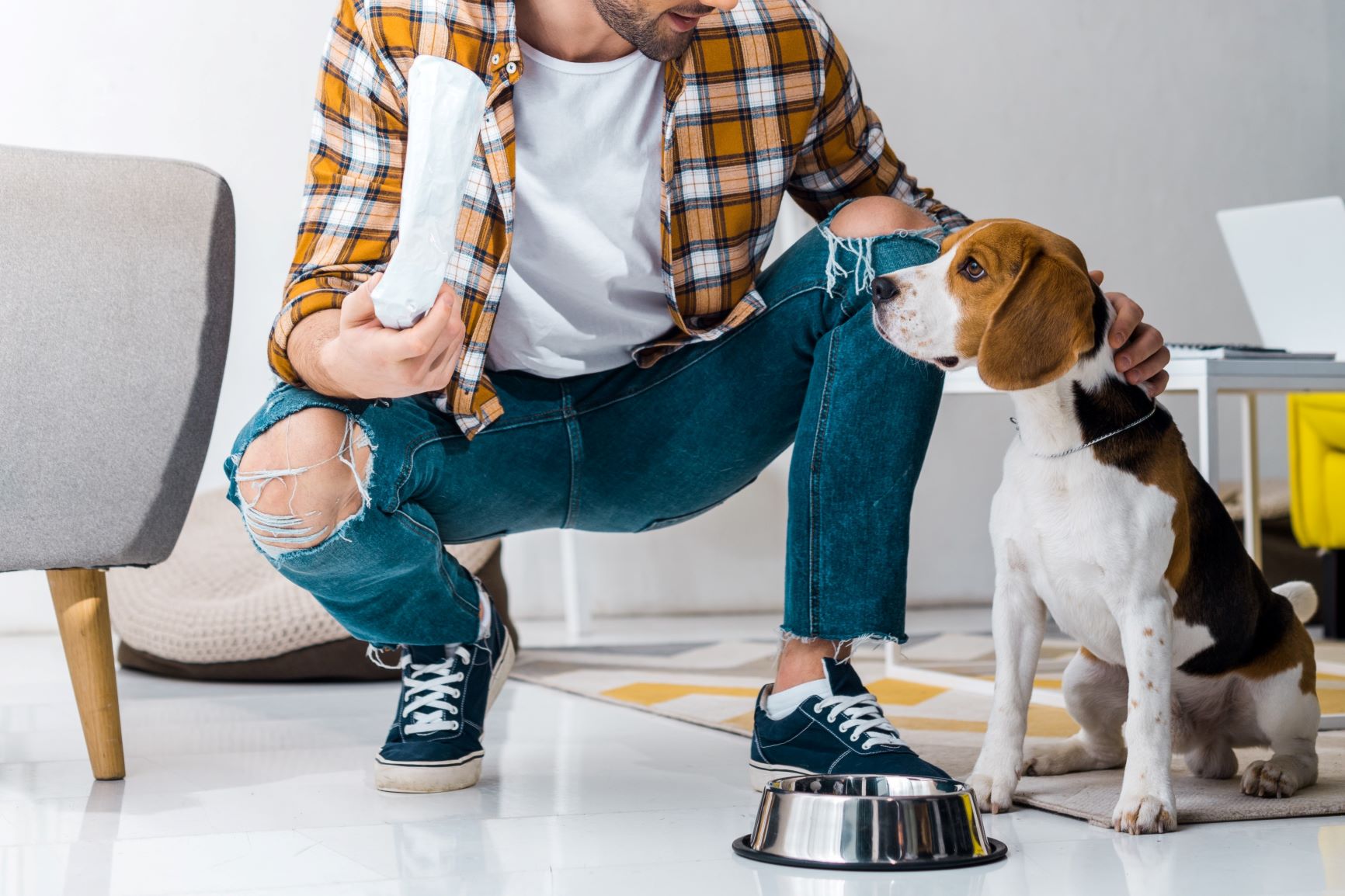 chien avec de l'arthrose qui mange des croquettes