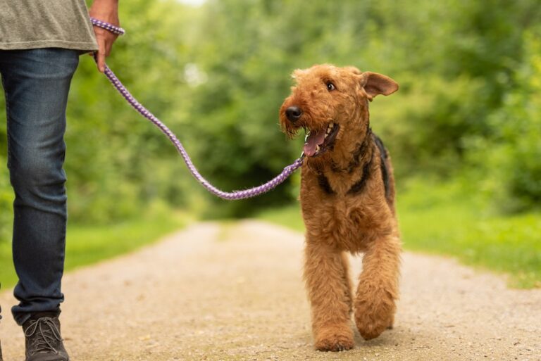 chien avec de l'arthrose qui se promène