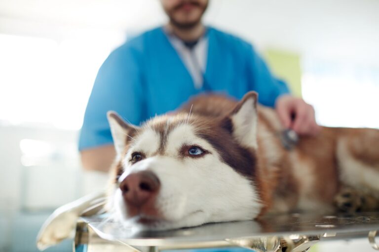 chien chez le vétérinaire après avoir vomi