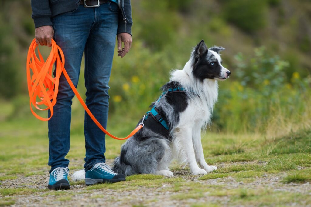 chien tenu en laisse par son maître