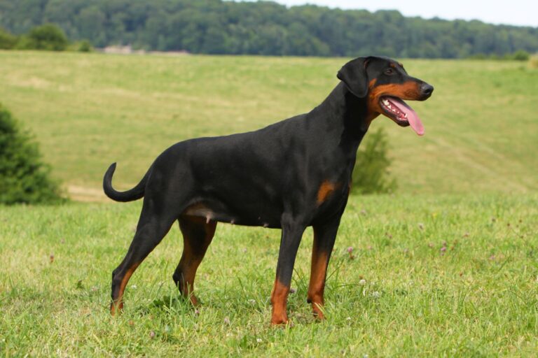 doberman de profil dans un champ