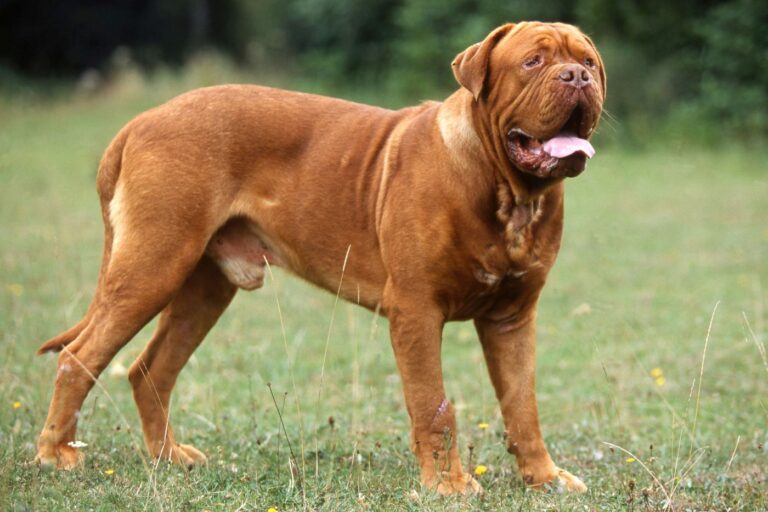 dogue de bordeaux dans l'herbe