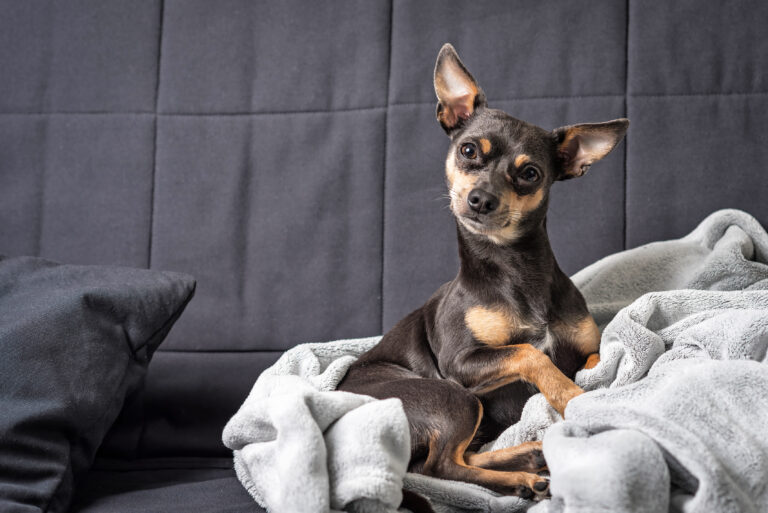 pinscher nain sur une couverture