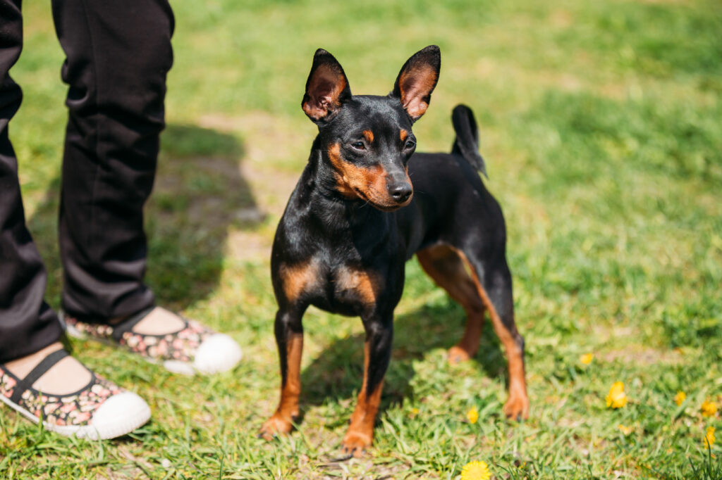 pinscher nain sur une pelouse