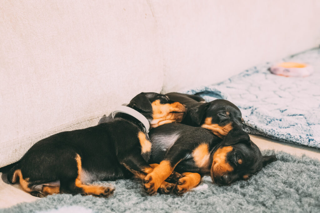 portée de chiots pinscher nain