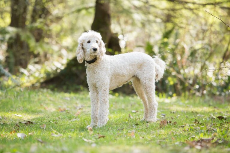 caniche de couleur crème dans la nature