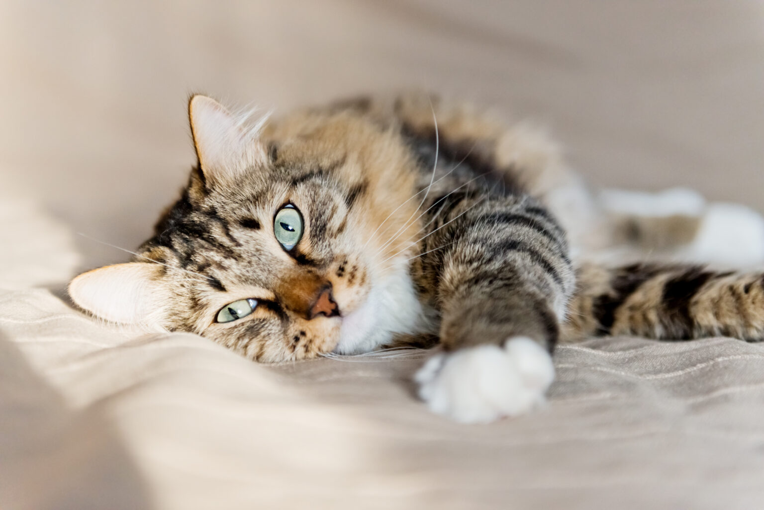 La pancréatite chez le chat : causes, traitement | Magazine zooplus