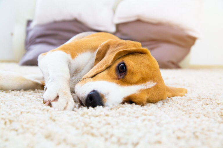 chien constipé couché sur un tapis