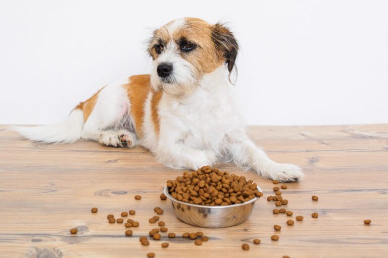 chien devant croquettes prébiotiques