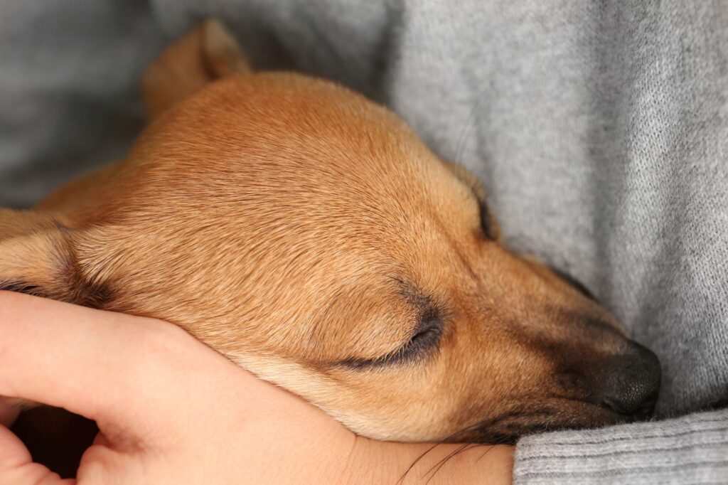 chien dans les bras de son maître avant l'euthanasie
