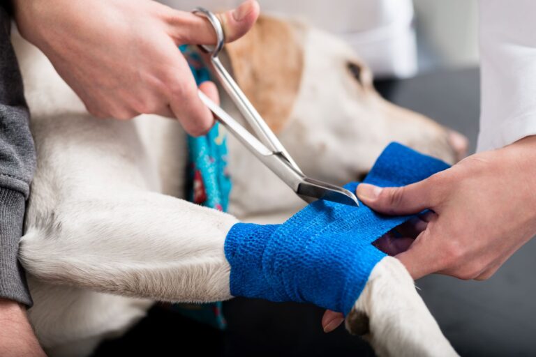 chien qui boite en train de se faire changer le pansement