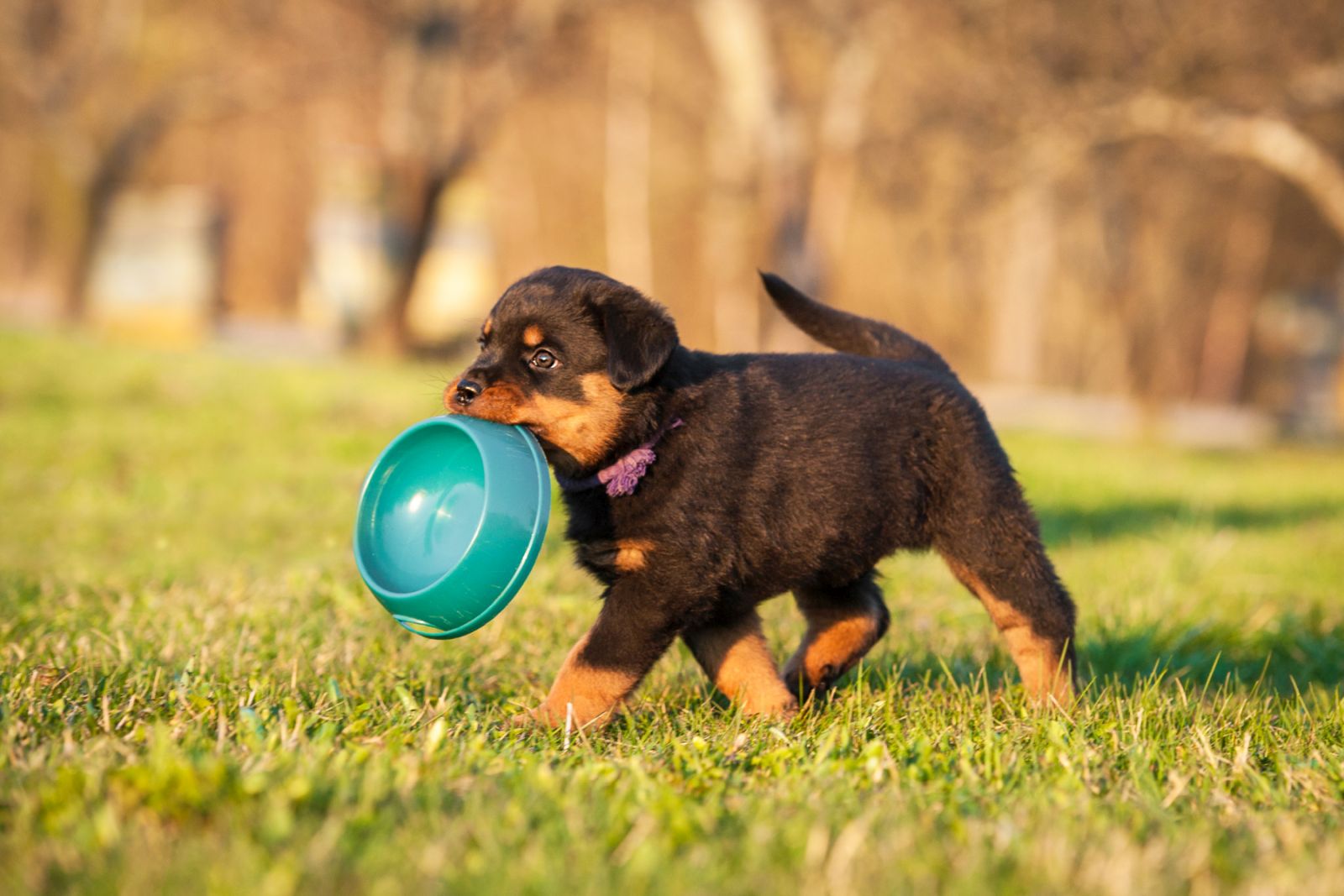 chiot qui tient une gamelle de croquettes dans sa gueule