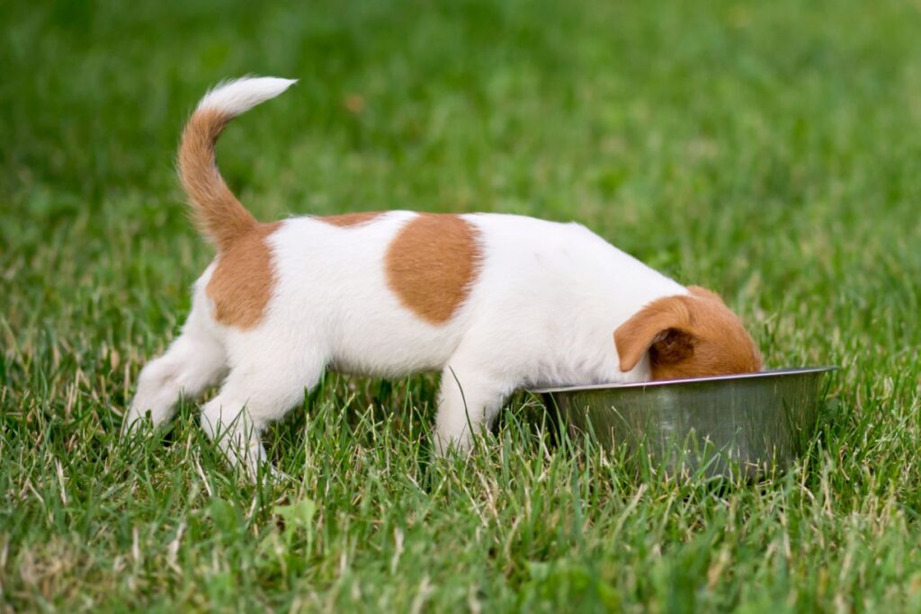 Tableau de la quantité de nourriture idéale pour un chiot zooplus
