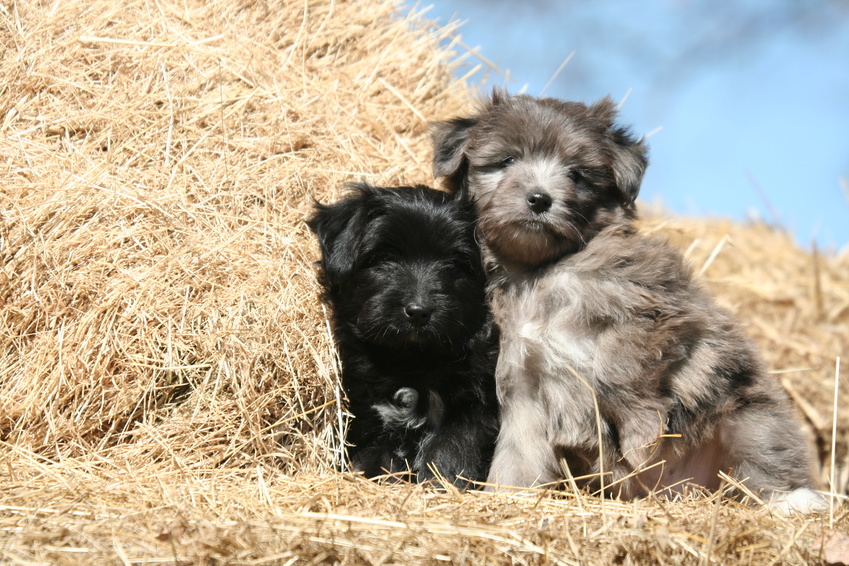 Deux chiots berger des pyrénées sur la paille