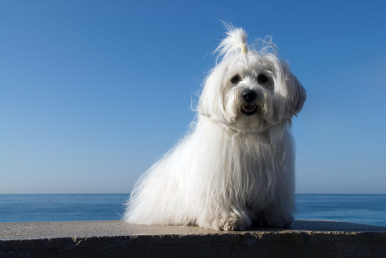 coton de tuléar à la mer