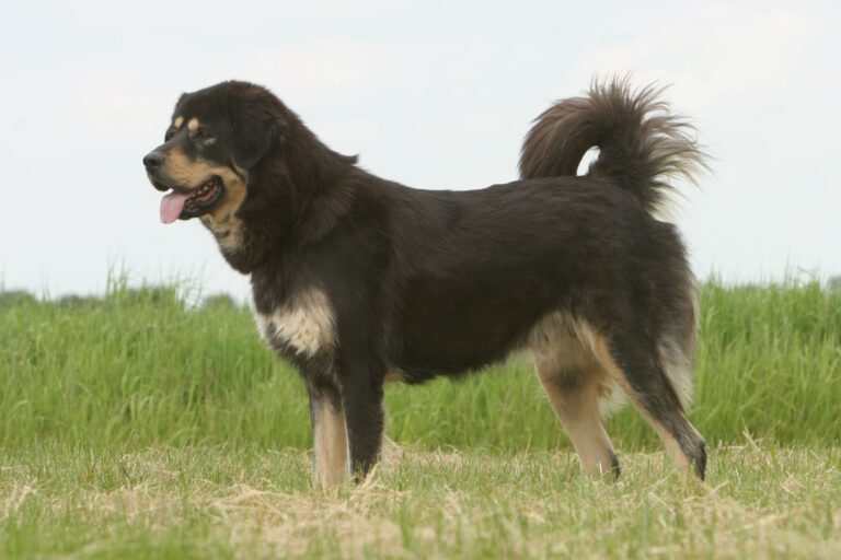 dogue du tibet vu de profil