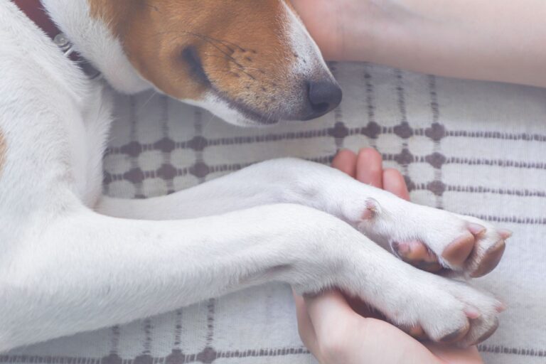chien en train d'être euthanasié tenant la main de son maître