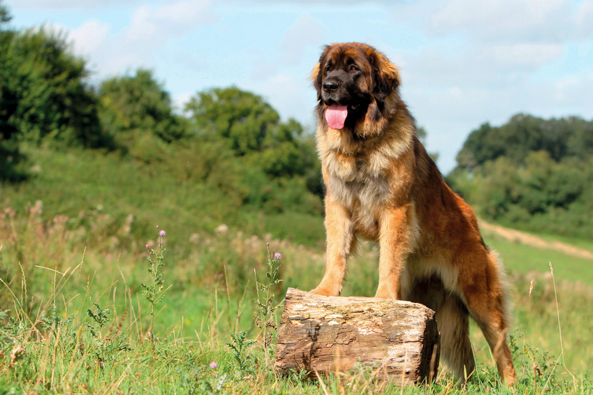 leonberg dans une prairie