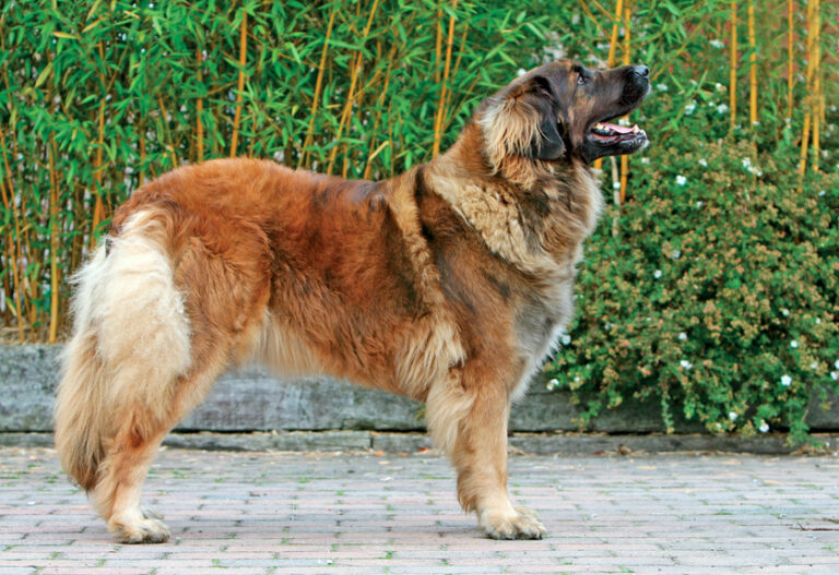 chien leonberg vu de profil