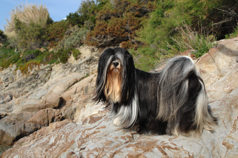 lhassa apso noir