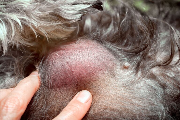 lipome vu de près sous la peau d'un chien