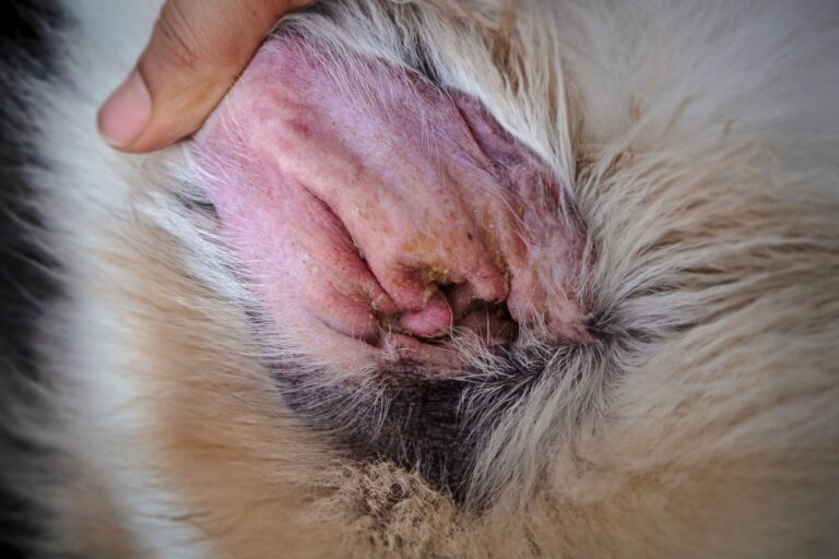 oreille d'un chien souffrant d'otite