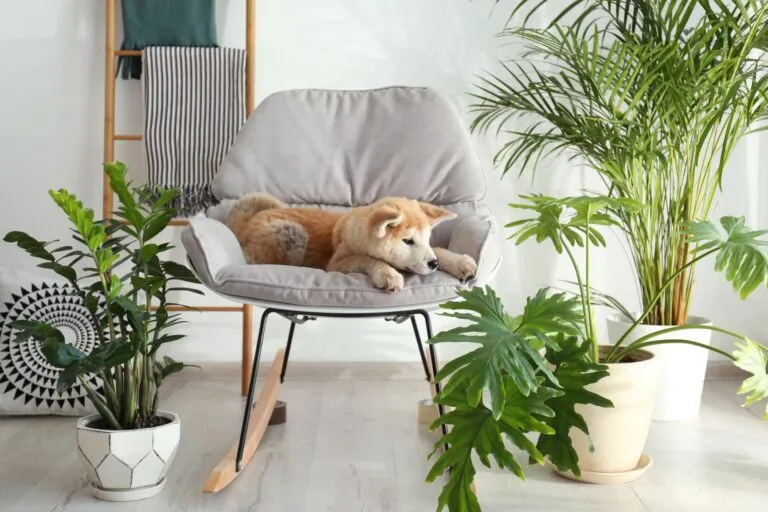 chien assis entre plusieurs plantes d'intérieur