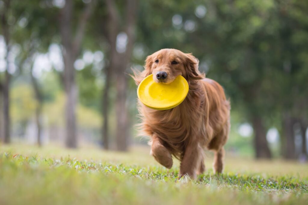Frisbee pour chien : un sport canin amusant