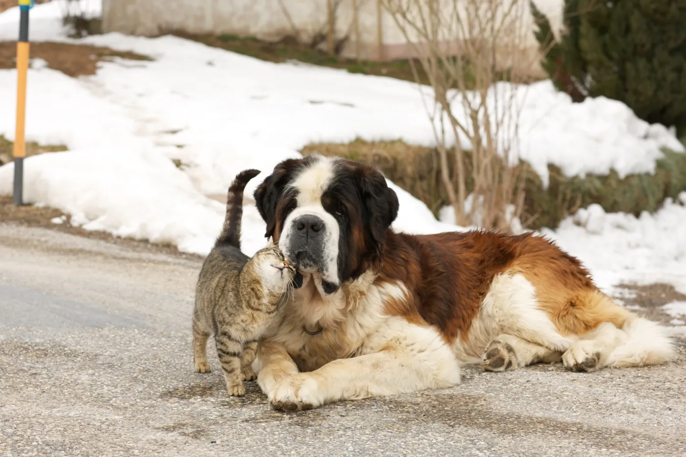 saint bernard avec un chat