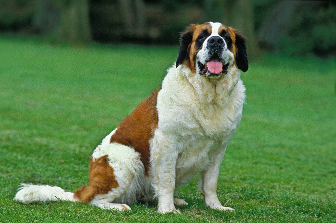 saint bernard dehors dans l'herbe
