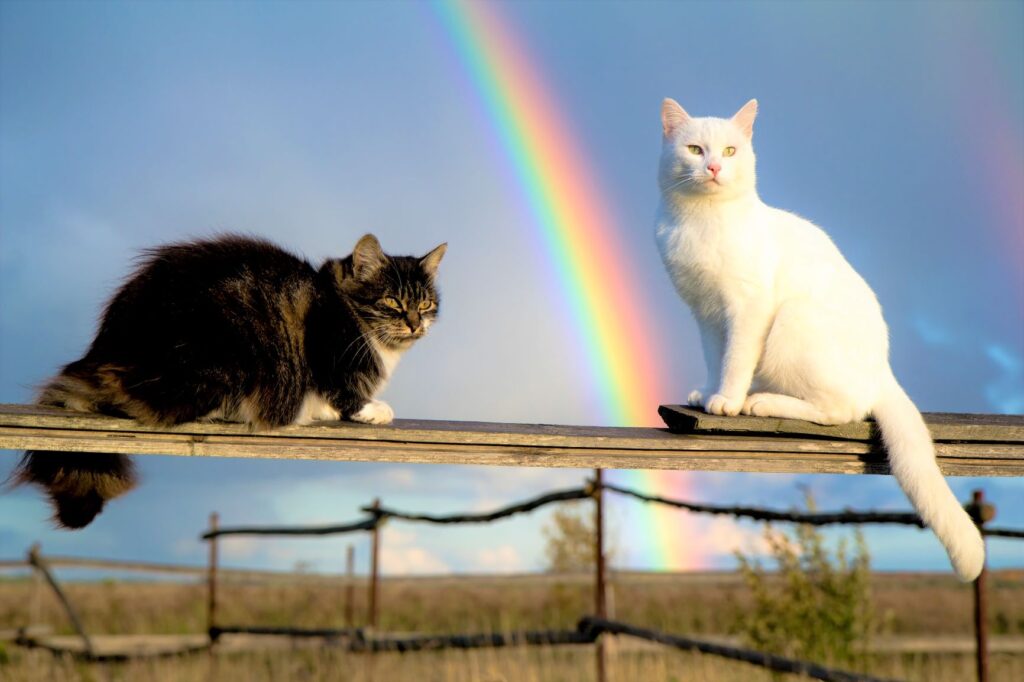 chats devant un arc-en-ciel deux chats sur une clôture devant un arc-en-ciel