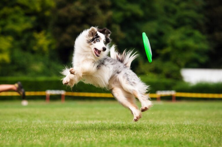 chien qui attrape un frisbee