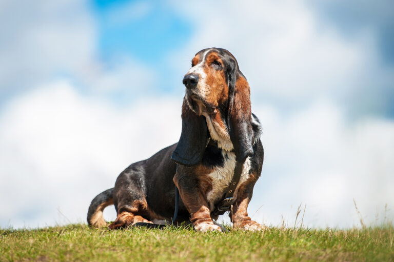 basset hound tricolore dehors