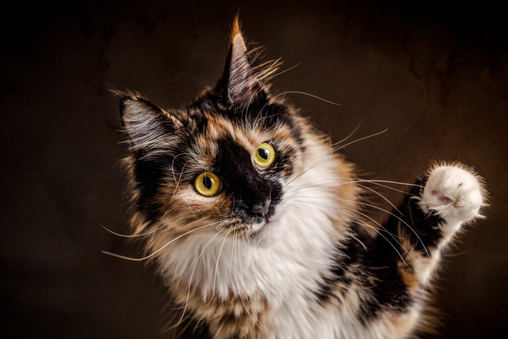 chaton calico maine coon