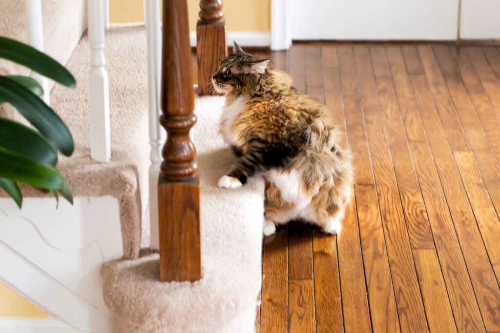 chat en surpoids qui essaie de monter un escalier