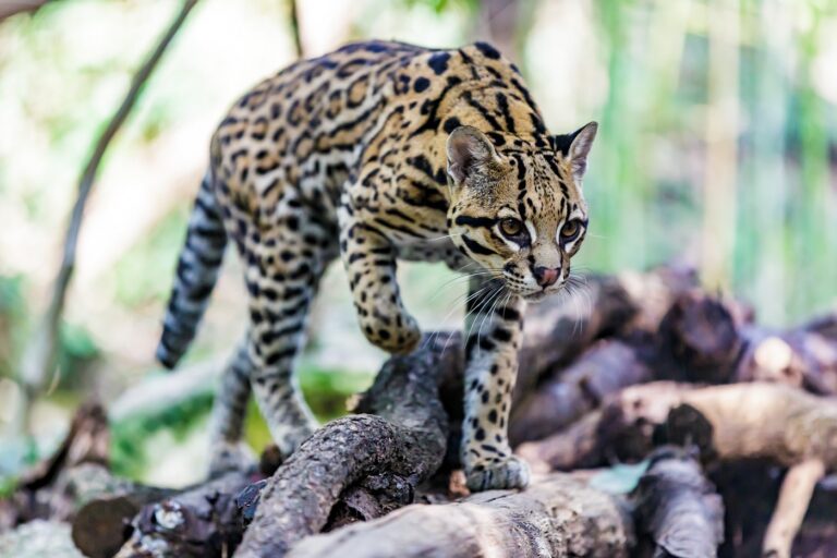 ocelot