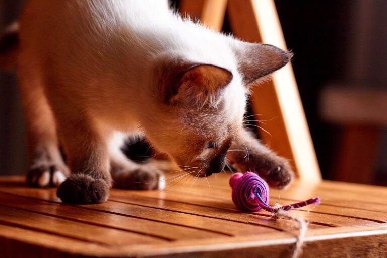 chat qui joue pour perdre du poids