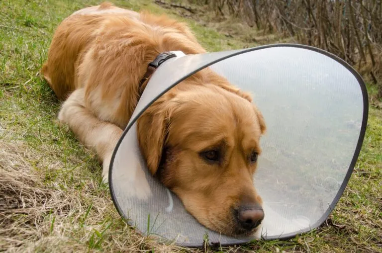 chien portant une collerette