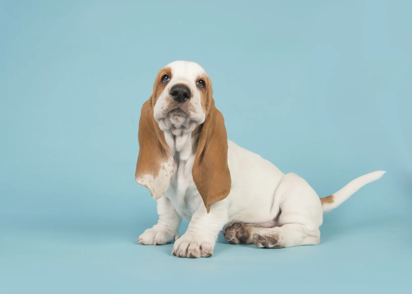 chiot basset hound