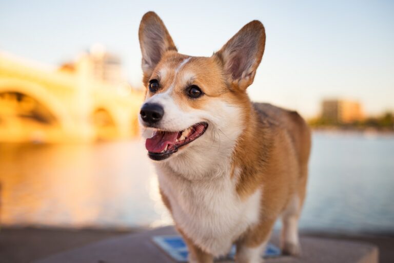 chien welsh corgi pembroke