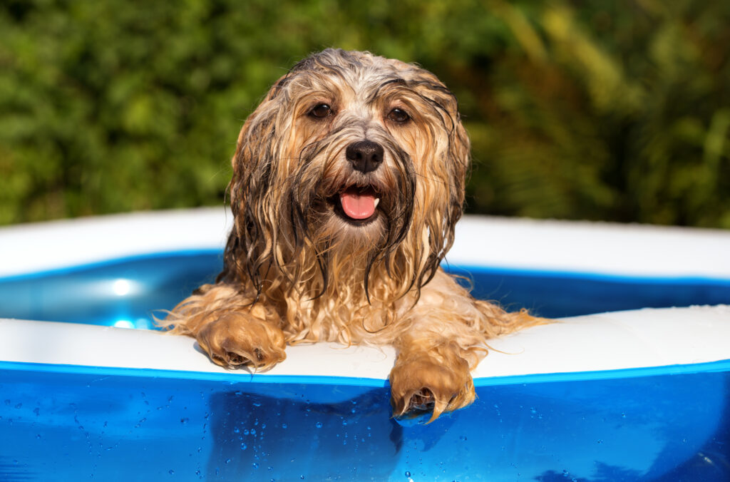 chien mouillé sortant d'une piscine gonflable