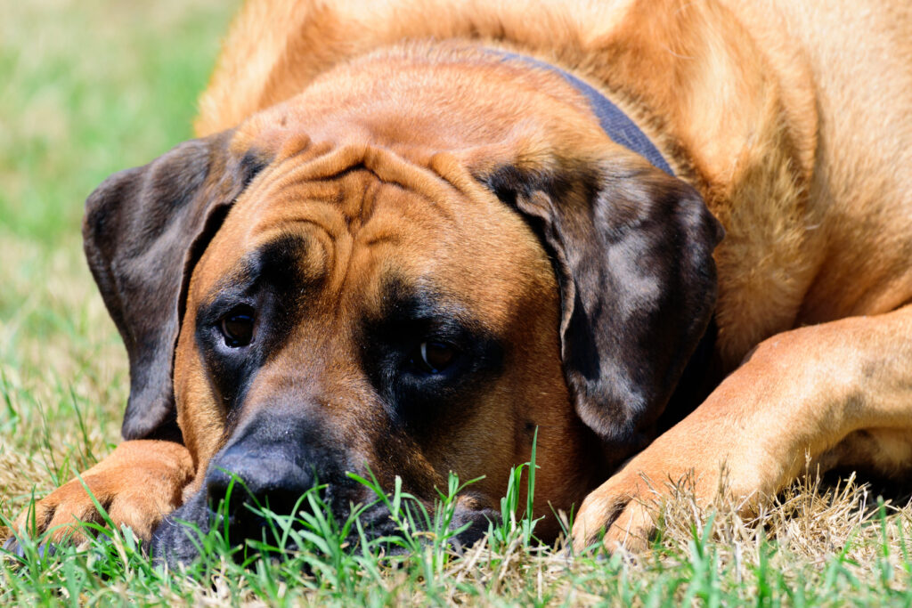 mastiff couché dans l’herbe mastiff couché dans l'herbe