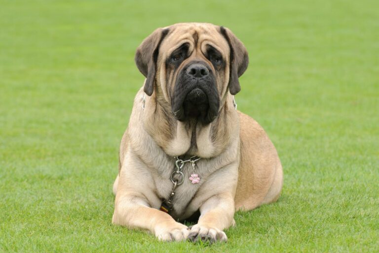 mastiff dans l'herbe