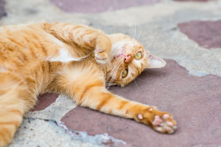 chat en pleine puberté couché sur le sol