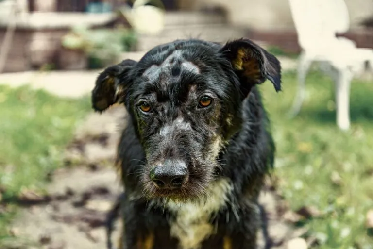 Démodécie chez le chien : ce pauvre toutou est dégarni