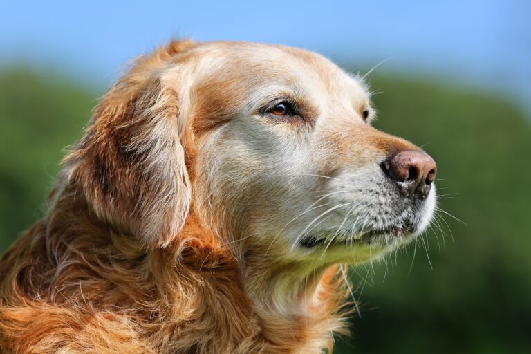 chien âgé au poil grisonnant