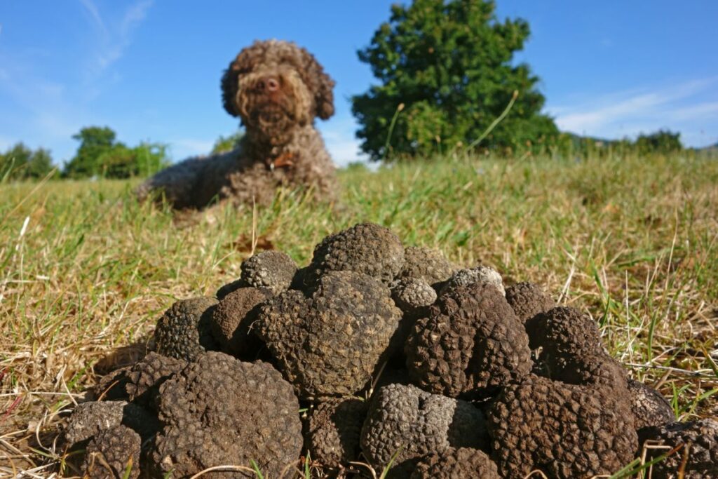 chien devant des truffes