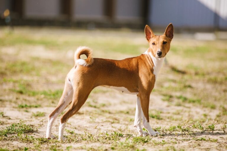 basenji dehors dans l’herbe