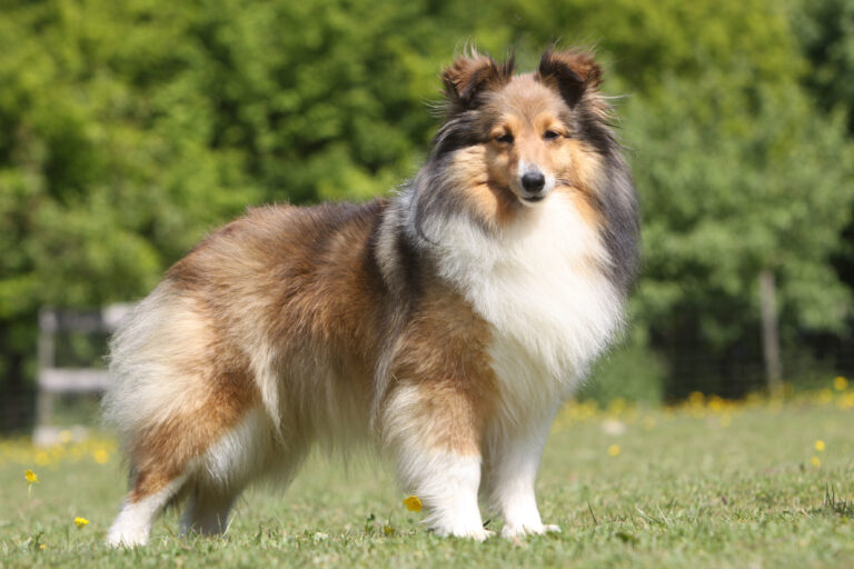 berger des shetland de profil dans l'herbe