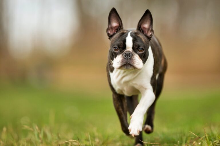 boston terrier dans l'herbe